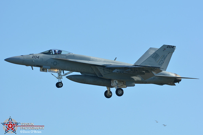 GULL11_9163